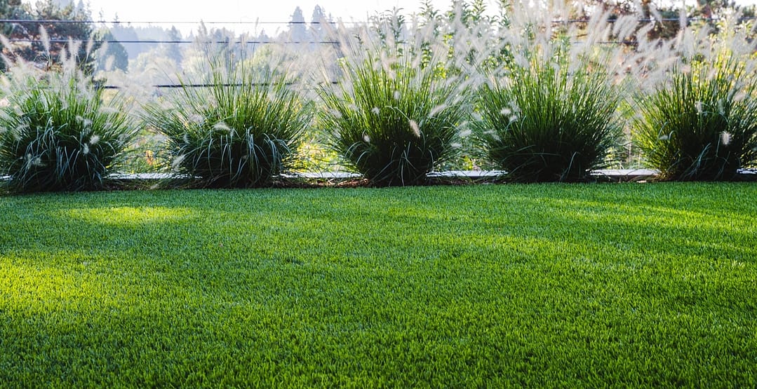 Ground level view of green grass with pampas grass in background